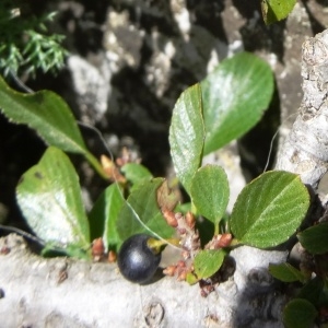  - Rhamnus pumila Turra [1764]