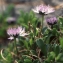  Liliane Roubaudi - Globularia bisnagarica L. [1753]