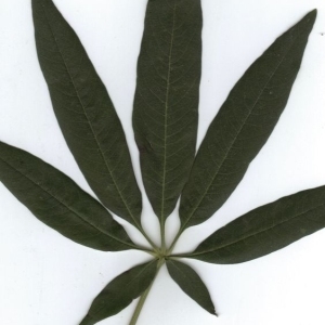 Photographie n°204553 du taxon Vitex agnus-castus L. [1753]