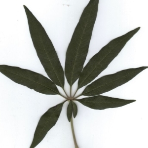 Photographie n°204554 du taxon Vitex agnus-castus L. [1753]