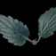  Liliane Roubaudi - Scutellaria alpina L.
