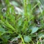  Liliane Roubaudi - Globularia bisnagarica L. [1753]