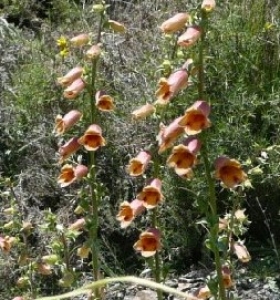 Ans Gorter, le 14 mai 2010 (La Alpujarra, Espagne)