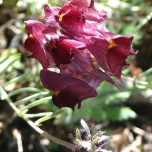 Linaria aeruginea (Gouan) Cav.