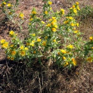 Photographie n°204638 du taxon Scolymus hispanicus L. [1753]