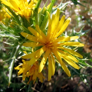 Photographie n°204639 du taxon Scolymus hispanicus L. [1753]