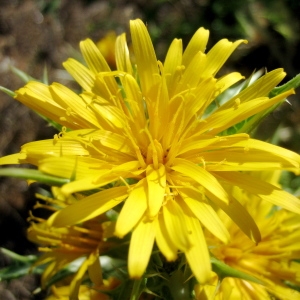 Photographie n°204640 du taxon Scolymus hispanicus L. [1753]