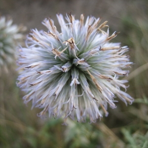 Echinops pauciflorus Lam. (Azurite)