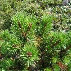 Photographie n°204644 du taxon Pinus mugo subsp. uncinata (Ramond ex DC.) Domin [1936]