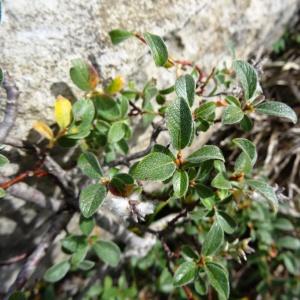 Photographie n°204646 du taxon Salix pyrenaica Gouan [1773]