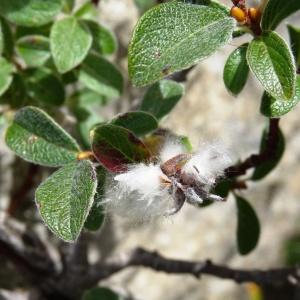 Photographie n°204647 du taxon Salix pyrenaica Gouan [1773]