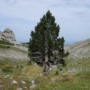  - Pinus mugo subsp. uncinata (Ramond ex DC.) Domin [1936]