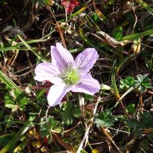 Photographie n°204658 du taxon Geranium cinereum Cav. [1787]