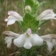  Patrick Vidal - Bartsia trixago L. [1753]