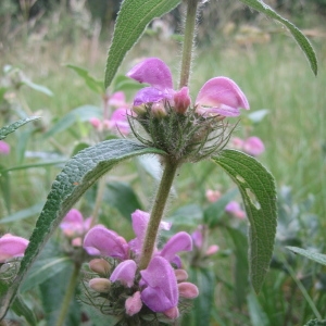  - Phlomis herba-venti L. [1753]