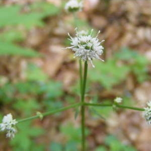 Photographie n°204675 du taxon Sanicula europaea L.