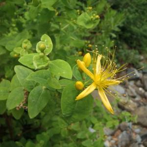  - Hypericum hircinum L. [1753]