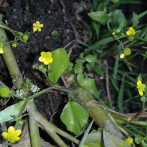 Photographie n°204700 du taxon Ranunculus ophioglossifolius Vill. [1789]