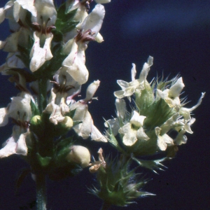 Photographie n°204718 du taxon Sideritis hyssopifolia L. [1753]