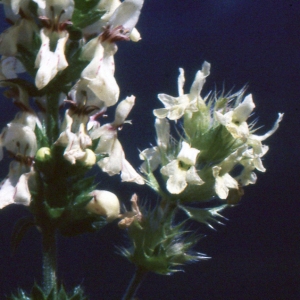 Photographie n°204719 du taxon Sideritis hyssopifolia L. [1753]