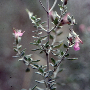 Photographie n°204726 du taxon Teucrium marum L. [1753]