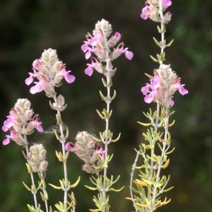 Photographie n°204727 du taxon Teucrium marum L. [1753]