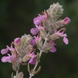 Photographie n°204728 du taxon Teucrium marum L. [1753]