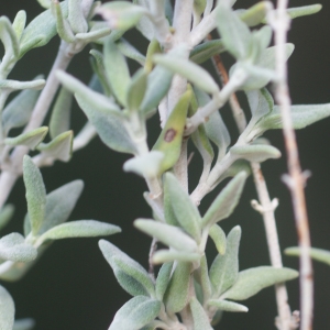 Photographie n°204730 du taxon Teucrium marum L. [1753]