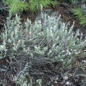 Photographie n°204731 du taxon Teucrium marum L. [1753]