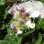  Alain Bigou - Teucrium pyrenaicum subsp. pyrenaicum