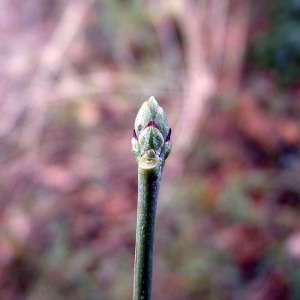 Photographie n°204770 du taxon Euonymus europaeus L. [1753]