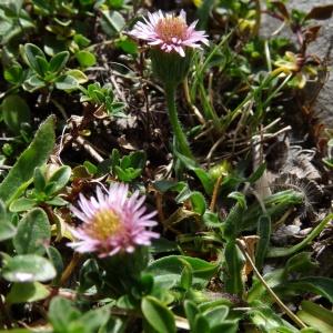 Photographie n°204778 du taxon Erigeron uniflorus subsp. uniflorus