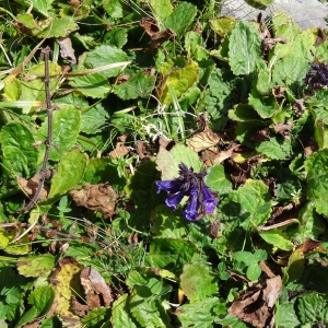 Alain Bigou, le 26 septembre 2013 (Lées-Athas (Val d'Azuns))