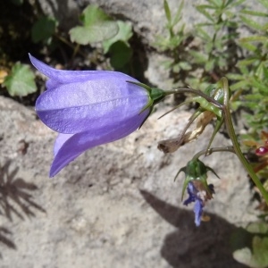 Campanula rotundifolia L. subsp. rotundifolia (Campanule à feuilles rondes)