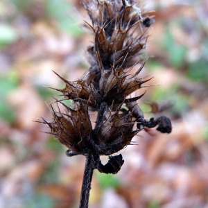 Photographie n°204805 du taxon Betonica officinalis L. [1753]