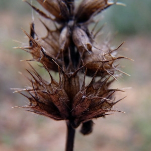 Photographie n°204808 du taxon Betonica officinalis L. [1753]