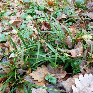 Photographie n°204814 du taxon Carex sylvatica Huds. [1762]