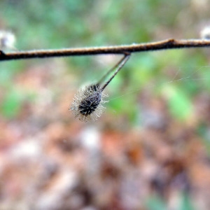 Photographie n°204820 du taxon Circaea lutetiana L. [1753]