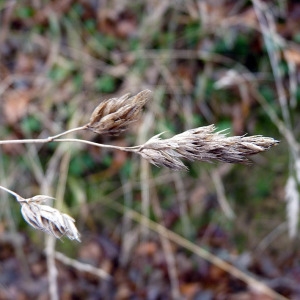 Photographie n°204823 du taxon Dactylis glomerata L. [1753]