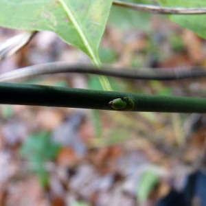 Photographie n°204824 du taxon Euonymus europaeus L. [1753]