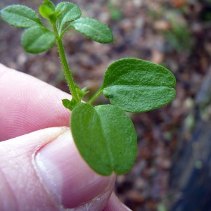 Photographie n°204828 du taxon Galium aparine L. [1753]