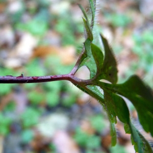 Photographie n°204831 du taxon Geranium robertianum L. [1753]