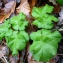  Emmanuel Stratmains - Heracleum sphondylium L. [1753]