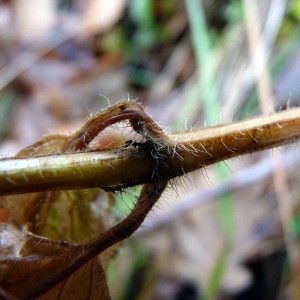 Photographie n°204855 du taxon Melittis melissophyllum L. [1753]