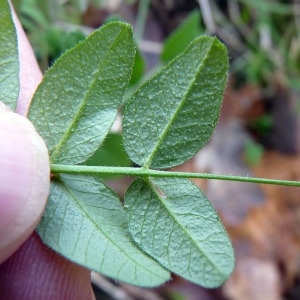 Photographie n°204870 du taxon Vicia sepium L. [1753]