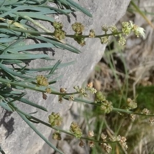  - Reseda glauca L. [1753]