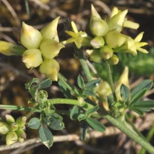 Photographie n°204899 du taxon Medicago x varia Martyn [1792]