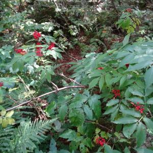  - Sambucus racemosa subsp. racemosa