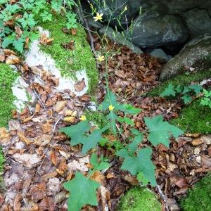 Photographie n°204914 du taxon Lactuca muralis (L.) Gaertn. [1791]