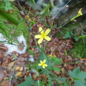 Photographie n°204915 du taxon Lactuca muralis (L.) Gaertn. [1791]